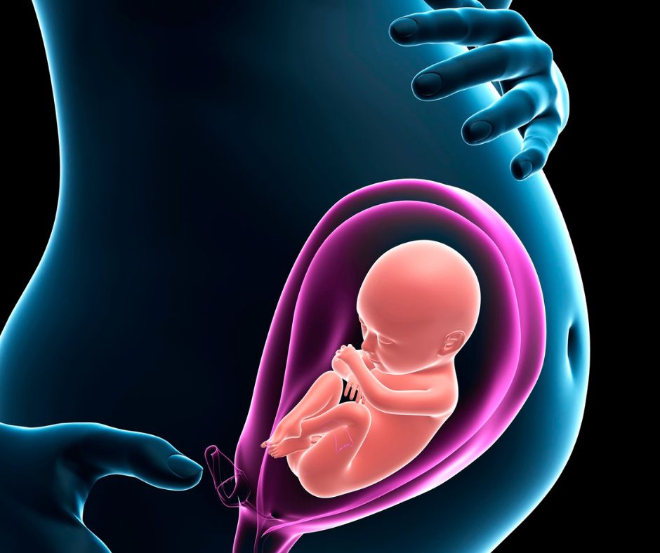 Folat prispeva k razvoju materinega tkiva med nosečnostjo