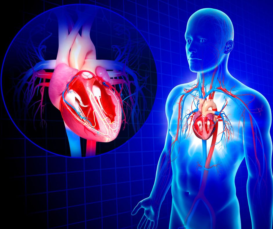 Maščobne kisline DHA in EPA za srce