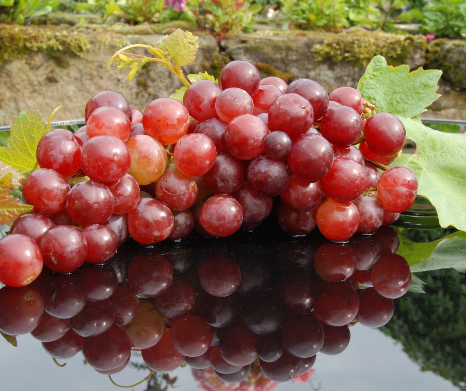 OPC Premium pridelujejo iz visokokakovostnega izvlečka pešk francoskega grozdja.