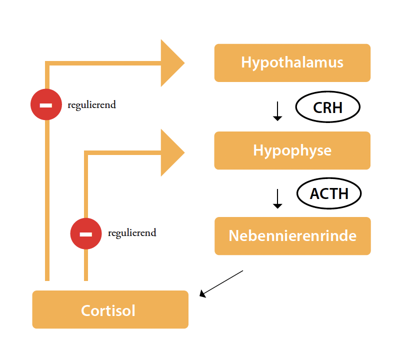 Os hipotalamus-hipofiza-nadledvična žleza